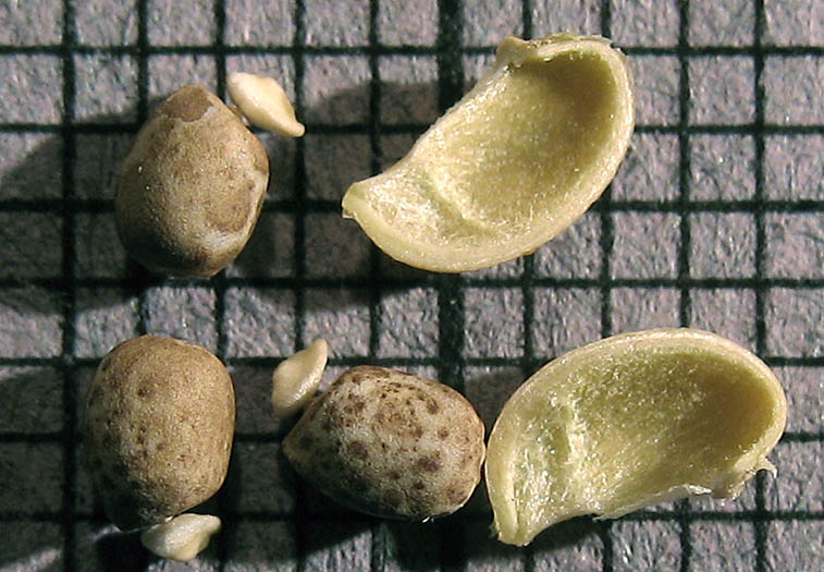 Detailed Picture 8 of Terracina Spurge