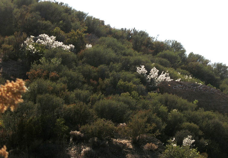 Detailed Picture 9 of Mountain Mahogany