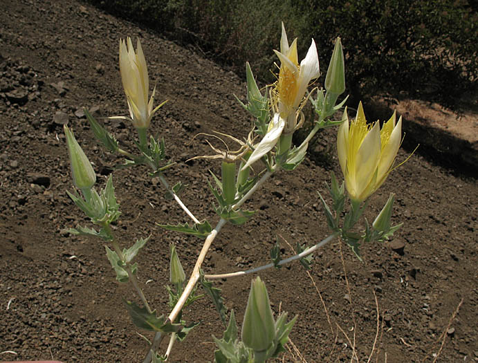 Detailed Picture 3 of Smoothstem Blazing Star