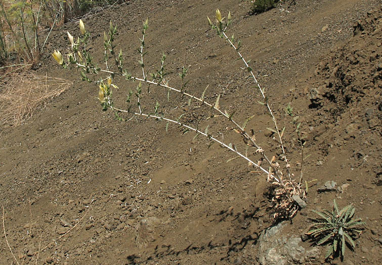 Detailed Picture 4 of Smoothstem Blazing Star