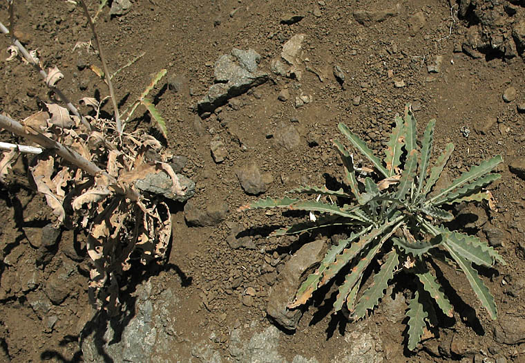 Detailed Picture 5 of Smoothstem Blazing Star