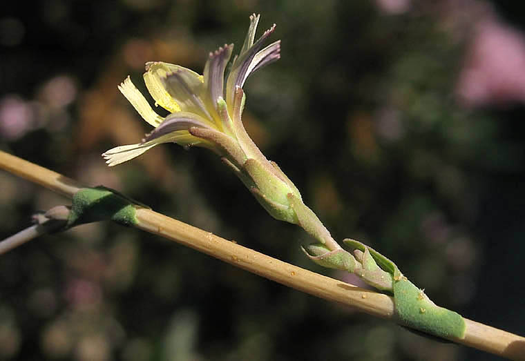 Detailed Picture 2 of Prickly Lettuce