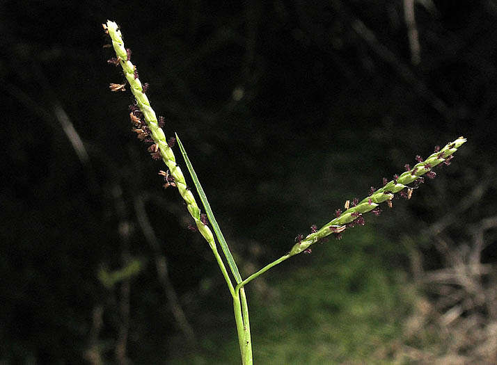 Detailed Picture 1 of Seashore Paspalum