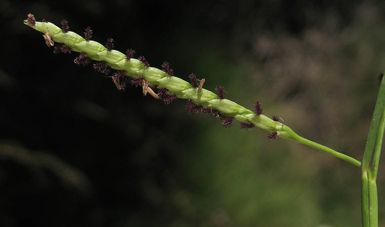 Detailed Picture 3 of Seashore Paspalum