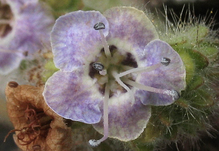 Detailed Picture 1 of Branching Phacelia