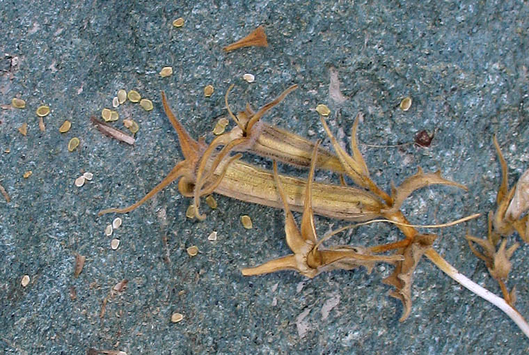 Detailed Picture 7 of Smoothstem Blazing Star