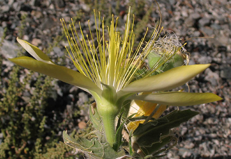 Detailed Picture 2 of Smoothstem Blazing Star