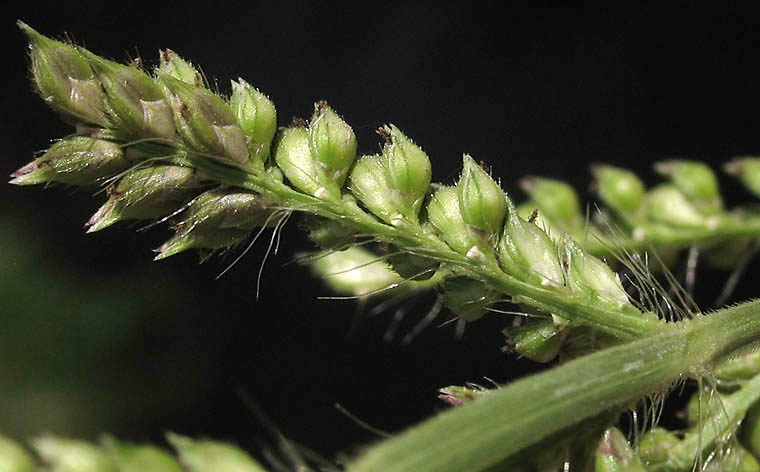 Detailed Picture 3 of Barnyard Grass
