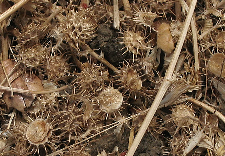 Detailed Picture 7 of Bur-clover