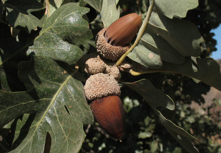 Detailed Picture 8 of Valley Oak