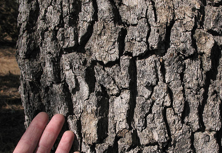 Detailed Picture 5 of Valley Oak