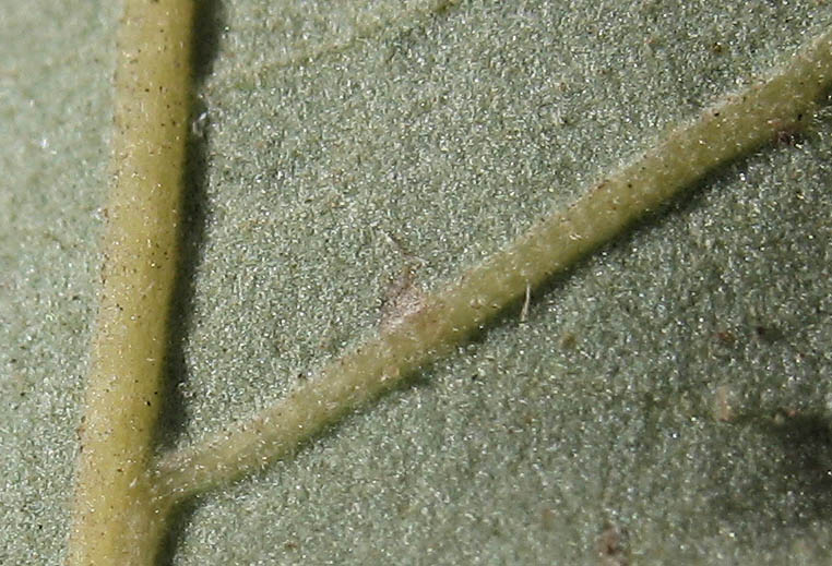 Detailed Picture 7 of Valley Oak