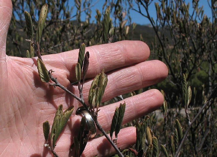 Detailed Picture 10 of Mountain Mahogany
