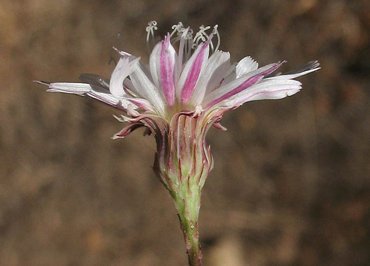 Detailed Picture 3 of Cliff Aster