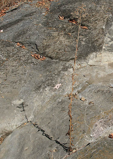 Detailed Picture 8 of Prickly Lettuce
