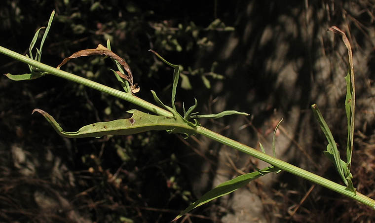 Detailed Picture 5 of Cliff Aster