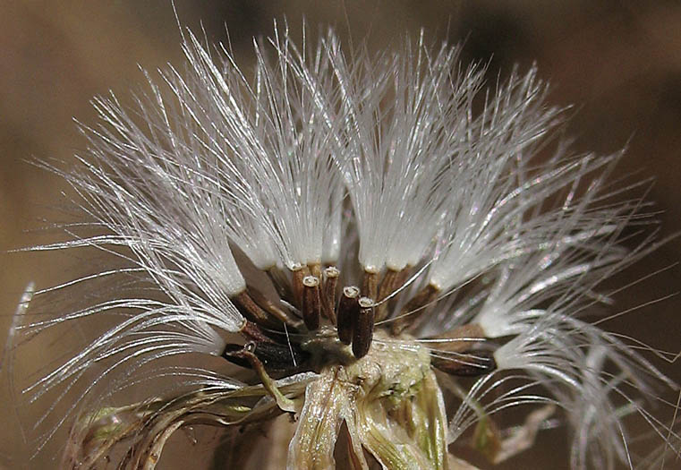 Detailed Picture 6 of Cliff Aster