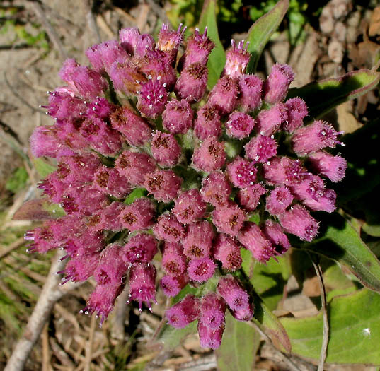 Detailed Picture 1 of Salt Marsh Fleabane