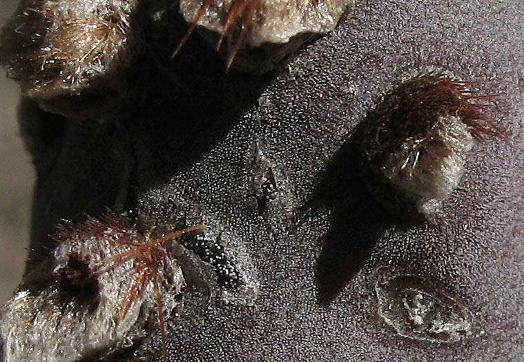 Detailed Picture 6 of Beavertail Cactus
