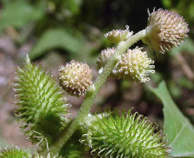 Detailed Picture 2 of Cocklebur