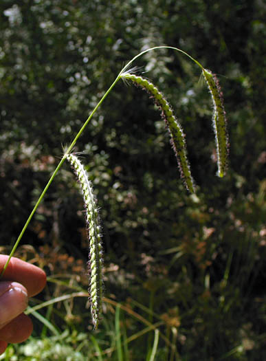 Detailed Picture 1 of Dallis Grass
