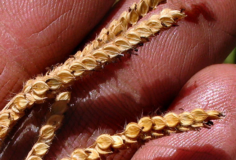 Detailed Picture 9 of Dallis Grass