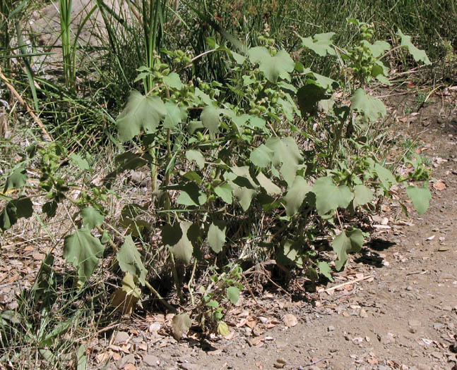 Detailed Picture 4 of Cocklebur