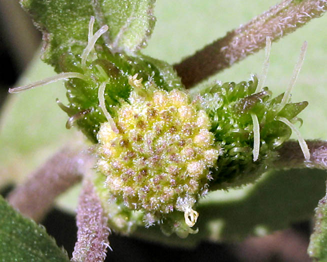 Detailed Picture 1 of Cocklebur