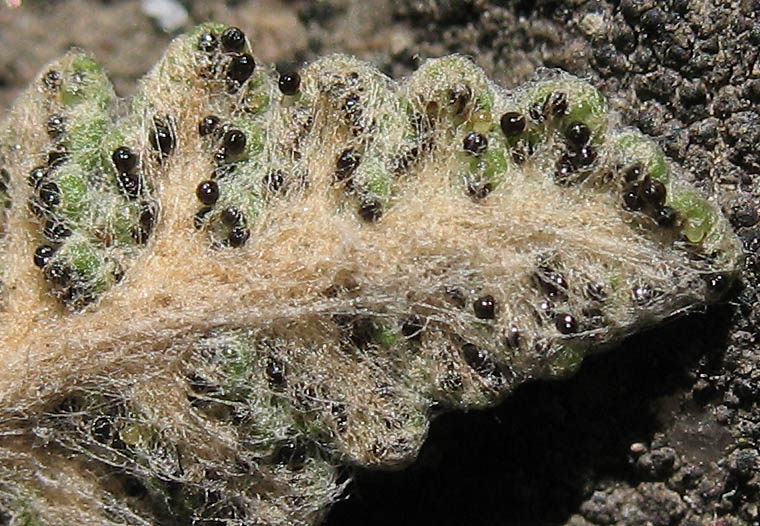 Detailed Picture 5 of Cotton Fern
