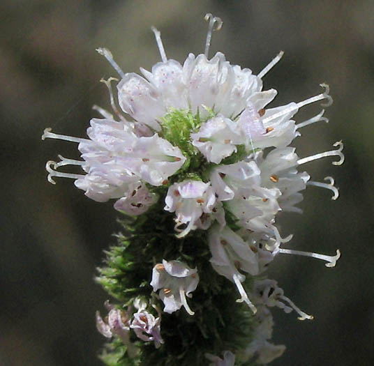 Detailed Picture 1 of Spearmint