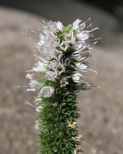 Detailed Picture 2 of Spearmint