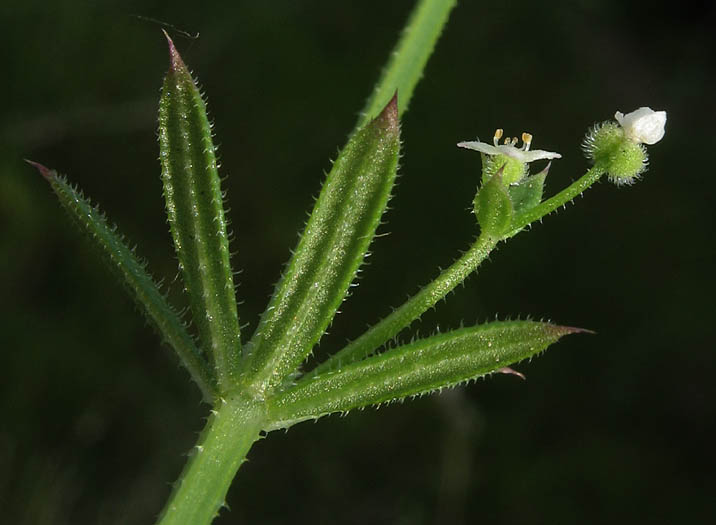 Detailed Picture 3 of Annual Bedstraw