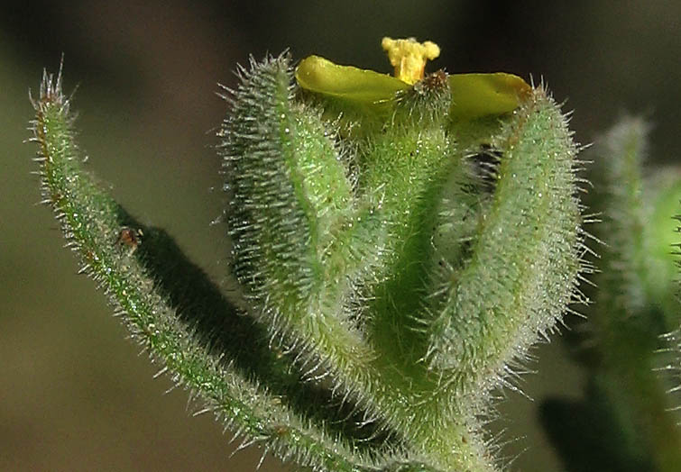 Detailed Picture 3 of Stick-leaf