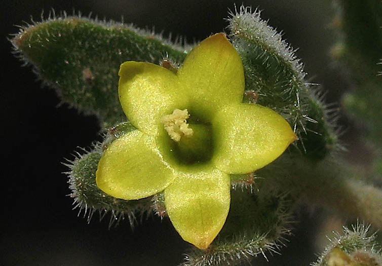 Detailed Picture 1 of Stick-leaf