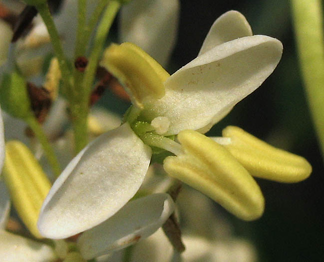 Detailed Picture 1 of Chaparral Flowering Ash