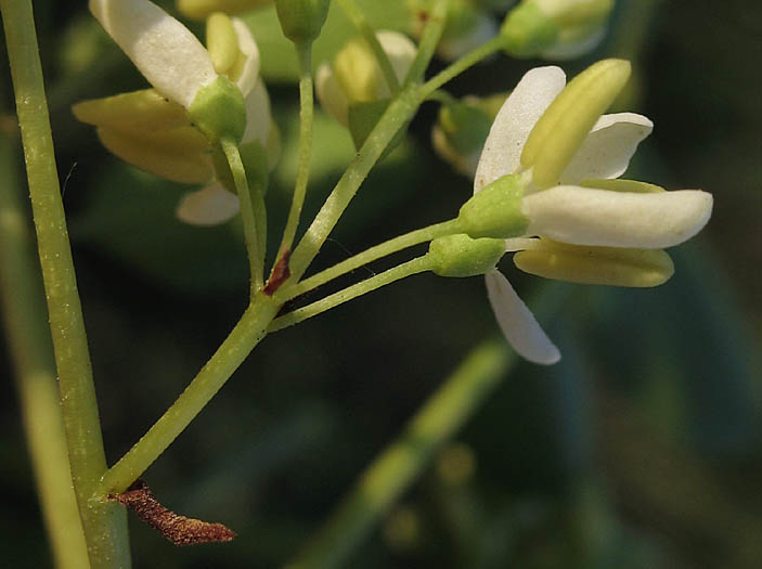 Detailed Picture 2 of Chaparral Flowering Ash