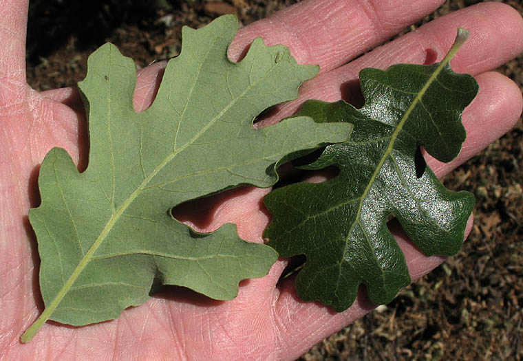 Detailed Picture 6 of Valley Oak