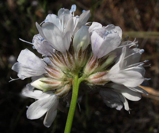 Detailed Picture 4 of Globe Gilia