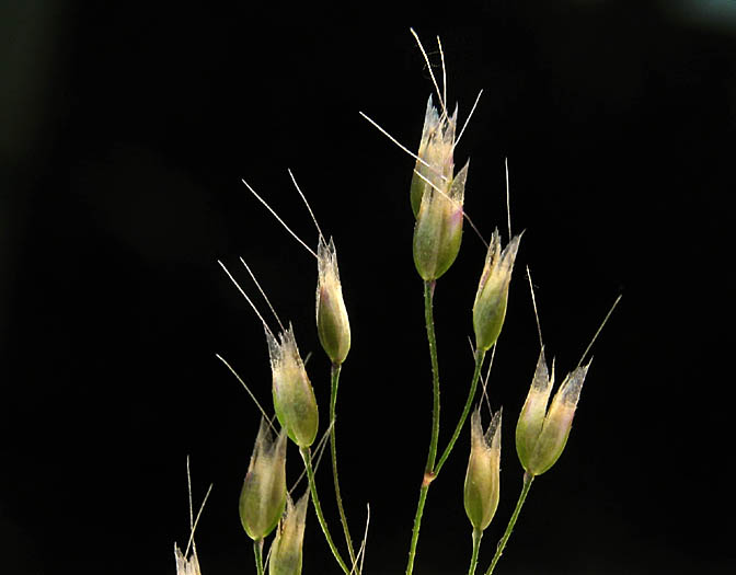 Detailed Picture 1 of Silver Hair Grass