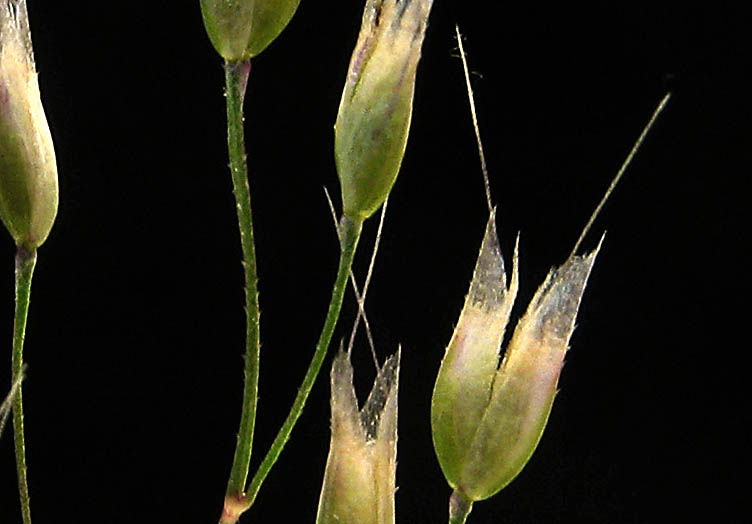 Detailed Picture 2 of Silver Hair Grass