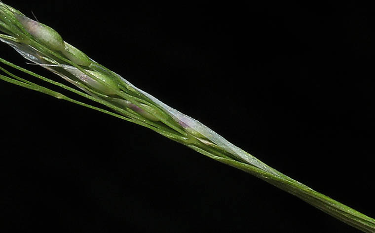 Detailed Picture 5 of Silver Hair Grass