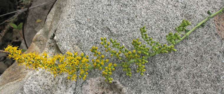 Detailed Picture 3 of California Goldenrod