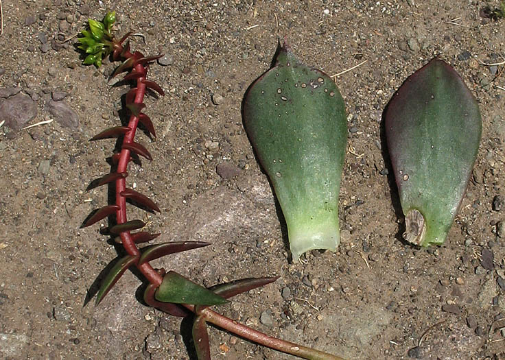 Detailed Picture 9 of Santa Monica Mountains Dudleya