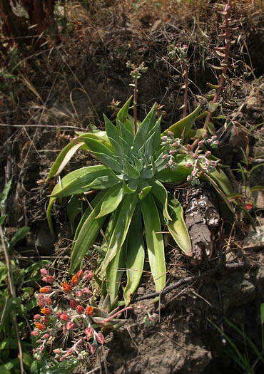 Detailed Picture 7 of Palmer's Dudleya