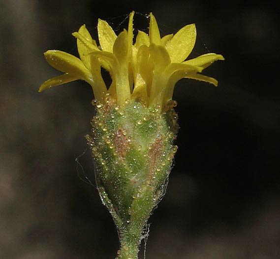 Detailed Picture 2 of Valley Lessingia