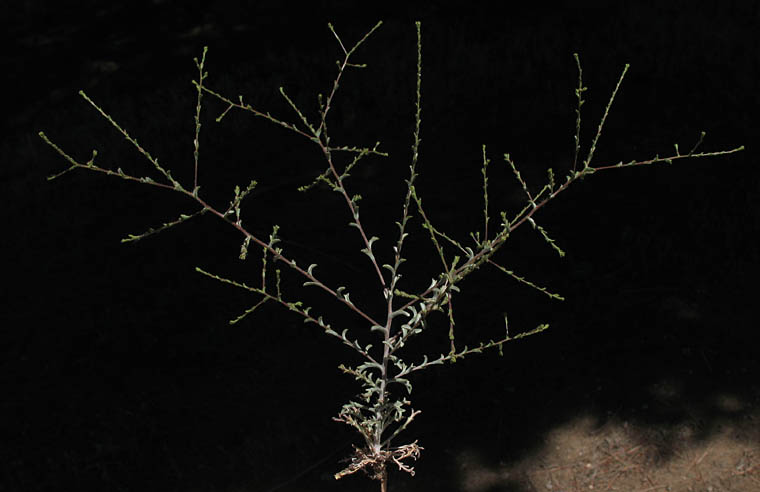 Detailed Picture 6 of Valley Lessingia