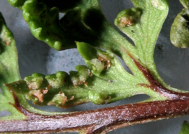 Detailed Picture 5 of California Lace-fern