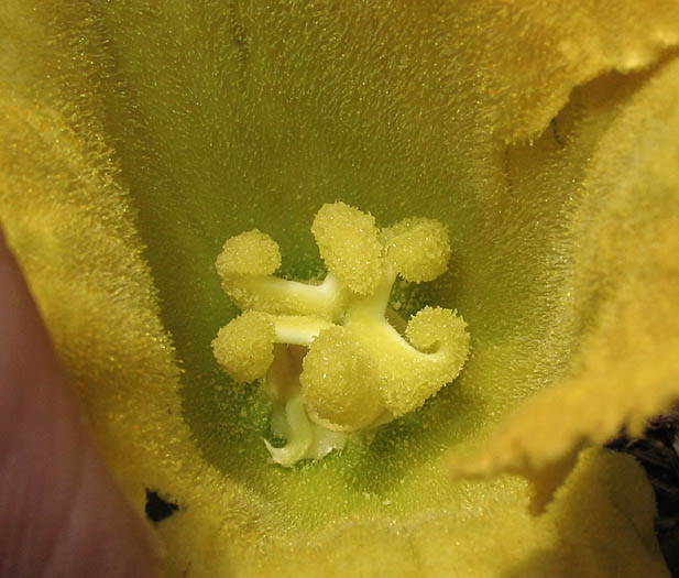 Detailed Picture 2 of Calabazilla