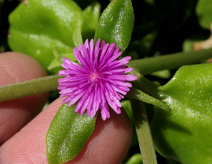 Detailed Picture 3 of Baby Sun-rose