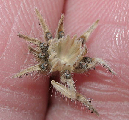 Detailed Picture 5 of Common Madia